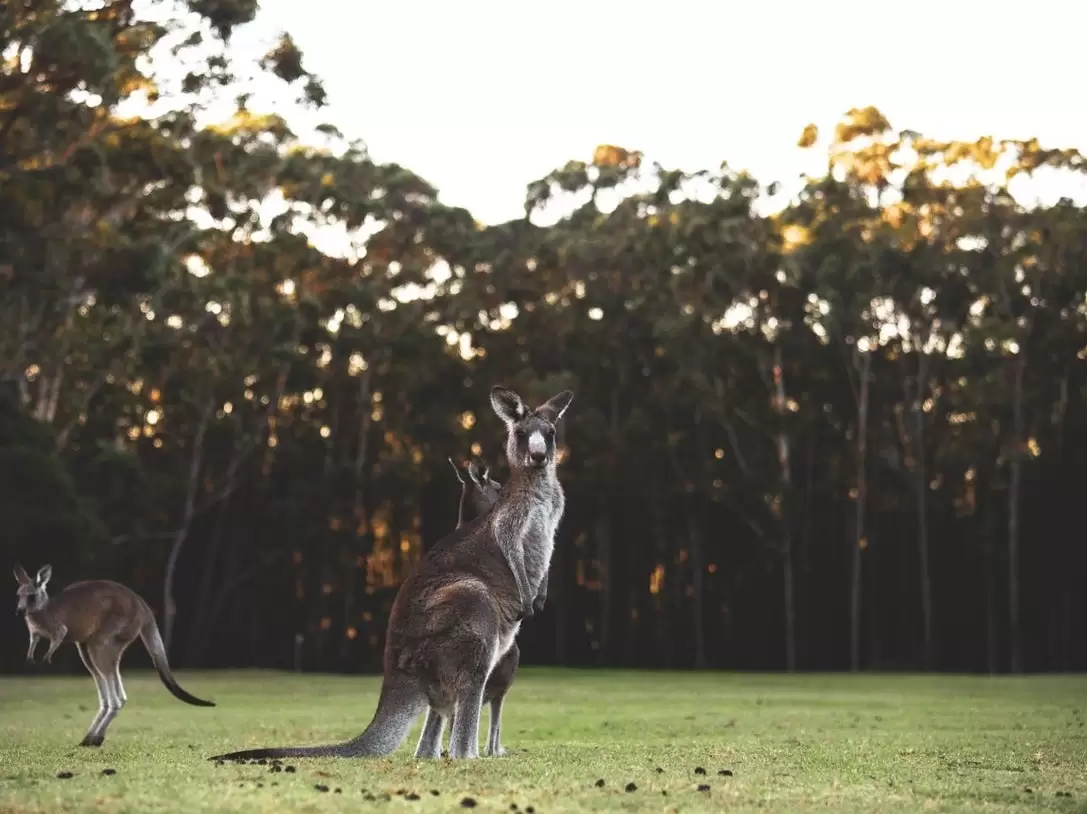 88 Birkdale Circuit Circuit, Sussex Inlet For Sale by Laurence Morgan Real Estate - image 6